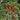 Spicy Aromatic Jar Pepper Seeds, 0.5g