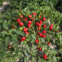 Spicy Aromatic Jar Pepper Seeds, 0.5g
