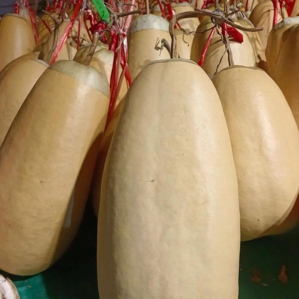 'Large Winter Melon' Gourd, 5 Seeds
