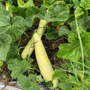 Ketian Brand White-Veined White Melon Seeds, 10g