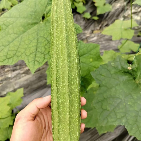 Huaxiu Sponge Gourd Seeds, 10g