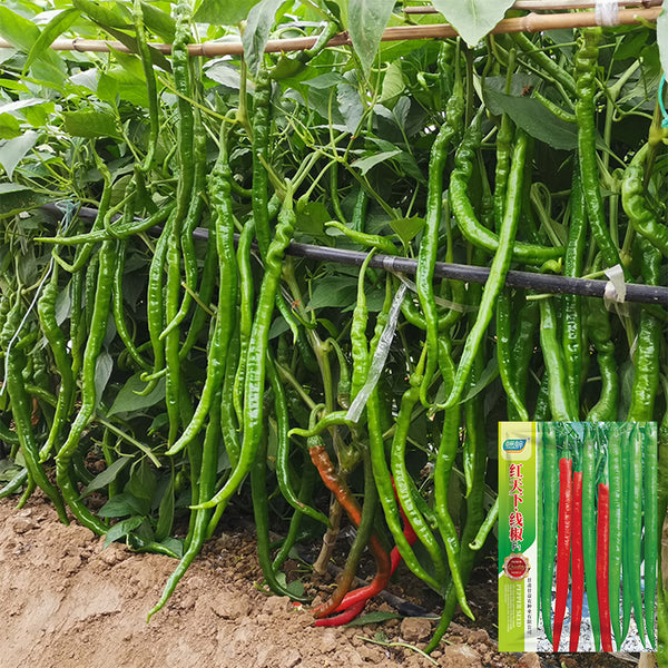 Hongtianxia String Pepper Seeds, 1g
