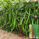 Hongtianxia String Pepper Seeds, 1g