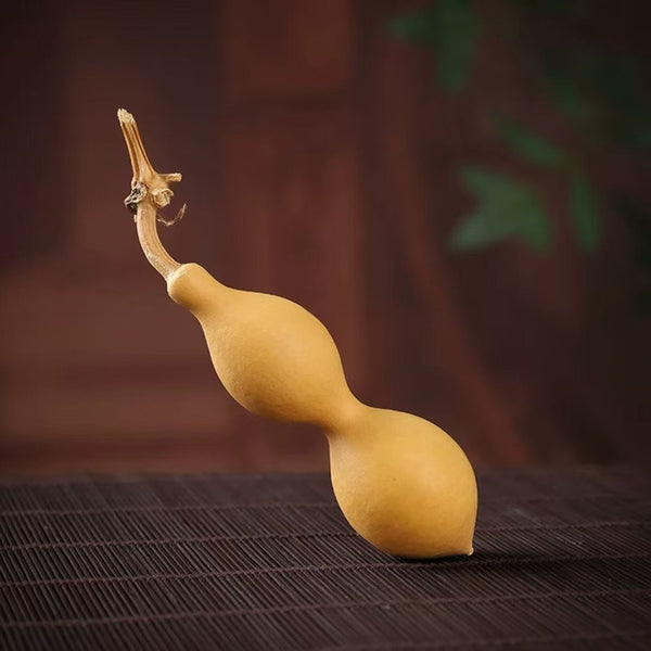 Ant Belly Gourd, 10 Seeds