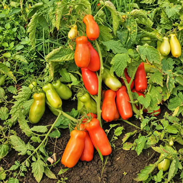 249 Merry Dwarf Tomato, 5 Seeds