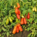 249 Merry Dwarf Tomato, 5 Seeds