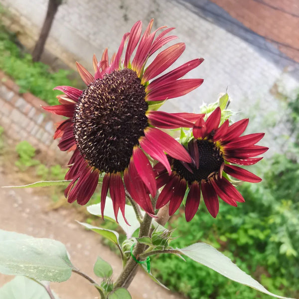 HEL27 Cherry Red Sunflower, 100 Seeds