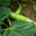 Qinglong Cucumber Seeds