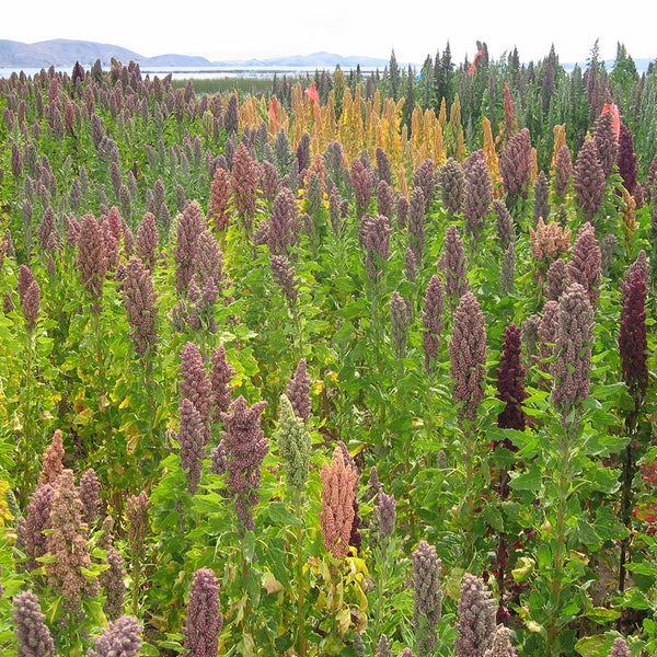 Tri-Color Quinoa Seeds, 30 Grams ≈ 11000 Seeds