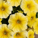 U2332 Caliburst Yellow F1 Petchoa, 5 Seeds