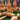 Extra-large Lotus-head Gourd, 2 Seeds