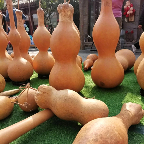 Extra-large Lotus-head Gourd, 2 Seeds