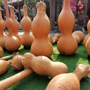 Extra-large Lotus-head Gourd, 2 Seeds