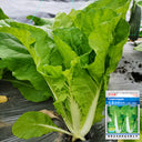 Jinmei 898 Pak Choi Seeds, 10g