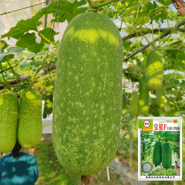 Baoxing F1 Hybrid Hairy Gourd, 50 Seeds
