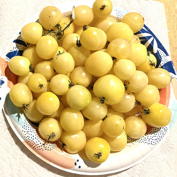 Italian Ice Cherry Tomato, 20 Seeds