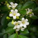 Orange Jasmine Seeds, 100 Seeds