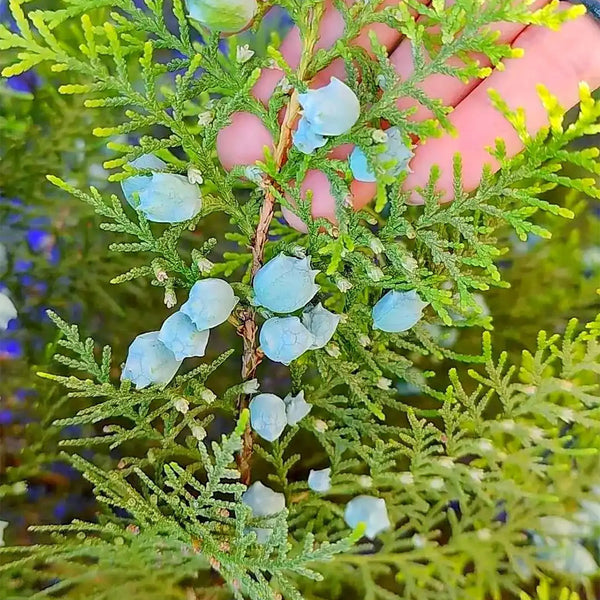 Chinese Arborvitae (Platycladus orientalis), 100 Seeds