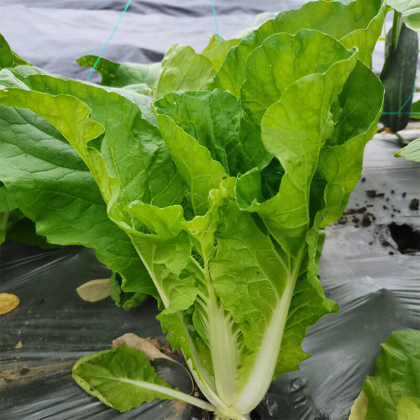 'Jinmei 516' Fast-growing Bok Choy Seeds, 10g