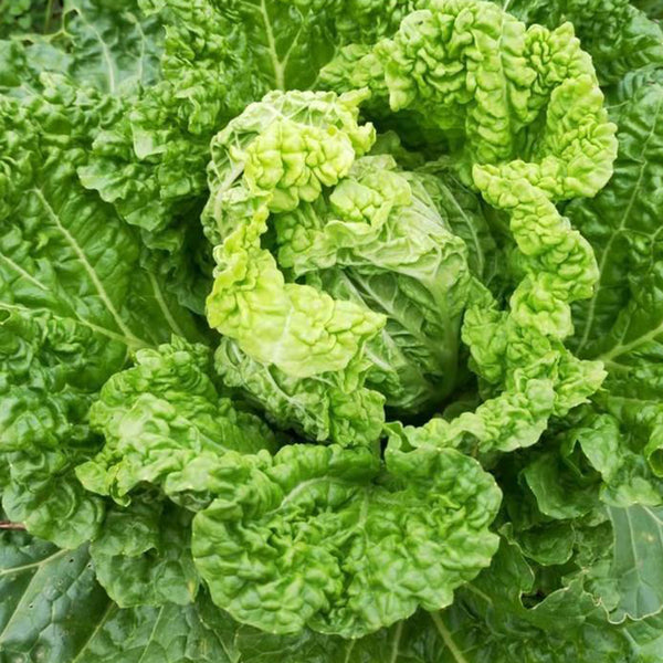 Jiemei 203 Xiayang Chinese Cabbage Seeds, 10g
