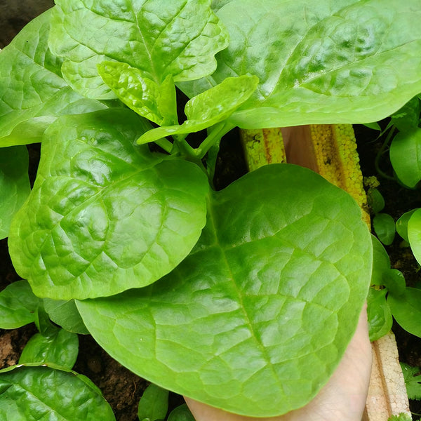 Large-Leaf Malabar Spinach Seeds, 10g