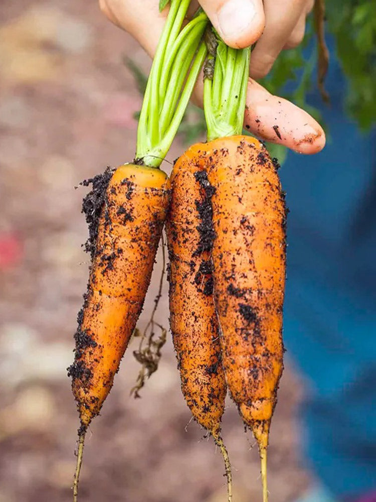 Dutch Mini Carrots, Pack of 200