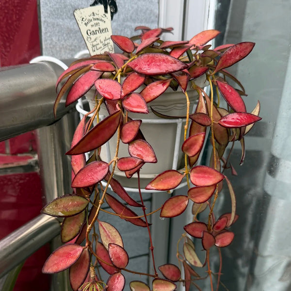 Hoya rosita, 5 Cuttings