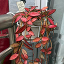 Hoya rosita, 5 Cuttings