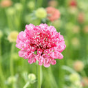 Purple-red Pincushion Flower Seeds, 200 Seeds
