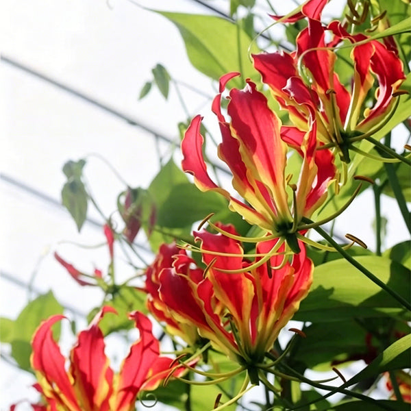 Mixed Color Gloriosa Lily, 2 Bulbs (Random Color)