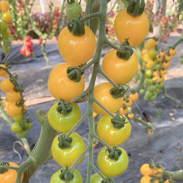 'First Love' Golden Cherry Tomato Seeds, 20 Seeds