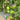Flanders Contrast Tomato, 5 Seeds