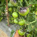 Flanders Contrast Tomato, 5 Seeds