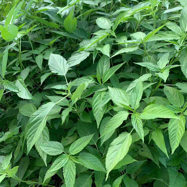 Corchorus olitorius Seeds, 20g