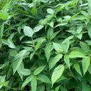 Corchorus olitorius Seeds, 20g