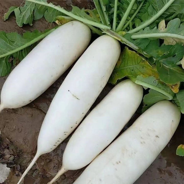 'Guangliang No.22' Radish Seeds, 50g