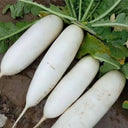 'Guangliang No.22' Radish Seeds, 50g