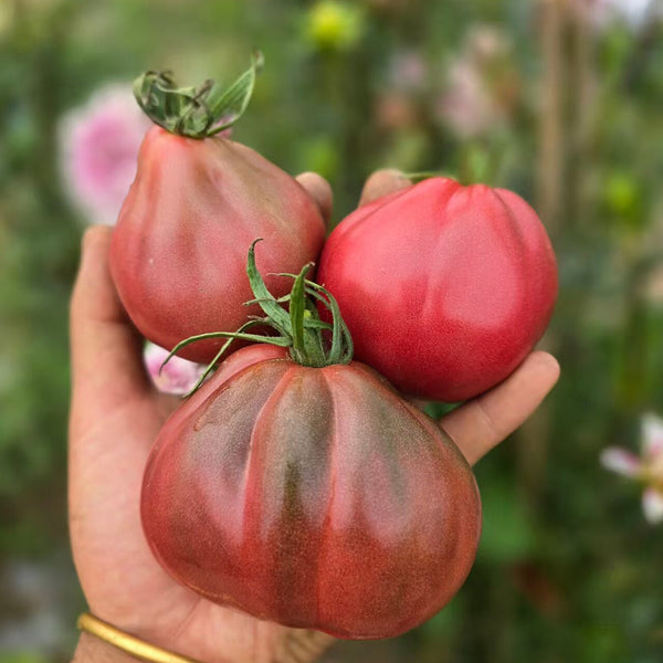 1026 Purple Ives Pear Tomato, 5 Seeds