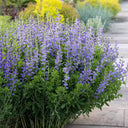 U2221 Blue False Indigo, 5 Seeds