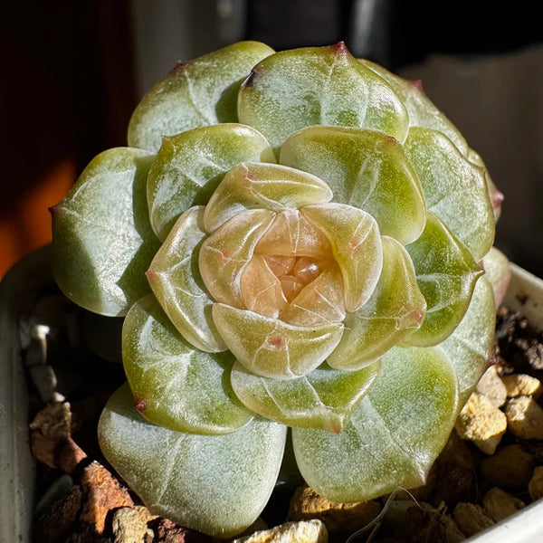 Echeveria 'White Lotus', 3pcs x 1-head