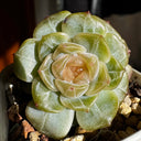 Echeveria 'White Lotus', 3pcs x 1-head
