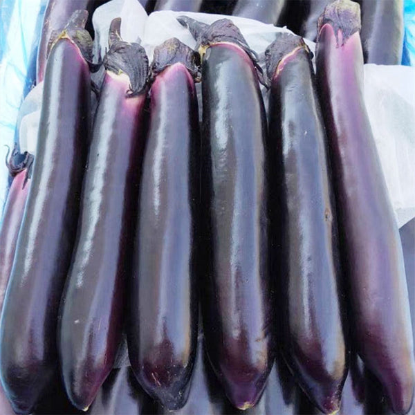 Zilong No.1 Eggplant, 200 Seeds