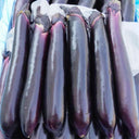 Zilong No.1 Eggplant, 200 Seeds