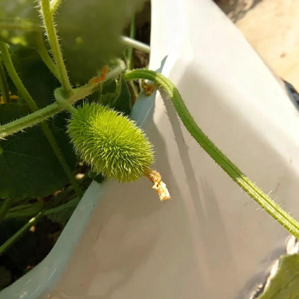 Little Hedgehog Cucumber Seeds, 0.5g