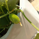 Little Hedgehog Cucumber Seeds, 0.5g