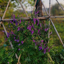 Long-haired Vetch, 500 Seeds
