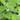 Holy Basil, 50 Seeds
