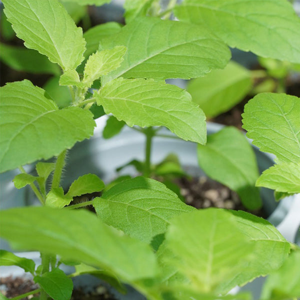 Holy Basil, 50 Seeds