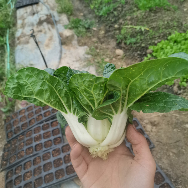 Hong Kong Milky Pak Choi Seeds, 20g