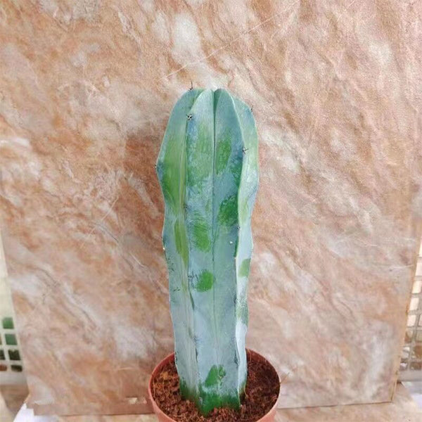 Myrtillocactus geometrizans, 7-10cm